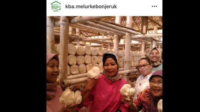 Panen jamur tiram di KBA RW06 Kebon Jeruk Jakarta Barat [Instagram kba.melurkebonjeruk].