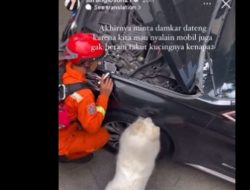 Aksi Anjing Peliharaan Bantu Damkar Temukan Kucing yang Nyangkut di Kap Mesin Mobil, Publik Salut!